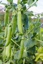 Green hods of peas on a stalk