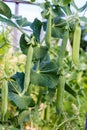 Green hods of peas on a stalk