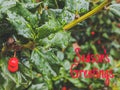 Green Holly With Red Berries Seasons Greetings Text Background Royalty Free Stock Photo