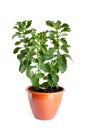 Green home plant in flower pot