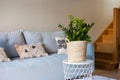 green home plant near sofa, zamioculcas at interior. Modern living room wooden stairs, blue pillow