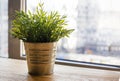 green home plant in a pot on the windowsill in the office. Royalty Free Stock Photo