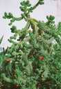 Green home plant with warm sunlight shadows on the concrete white wall. Cactus aesthetic wallpaper