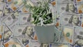 Green home plant in white glass on the lot of banknotes of one hundred american dollars on the table