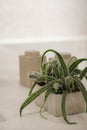 green home plant on a white table Royalty Free Stock Photo