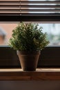 A green home plant on the windowsill of a sun-drenched room. Blinds on the window