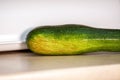 Green homegrown zuccini laying on the wooden board Royalty Free Stock Photo