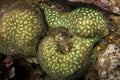 Green honeycomb coral