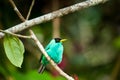 Green Honeycreeper