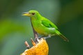 Green Honeycreeper from Arenal Volcano National Park, Costa Rica Royalty Free Stock Photo