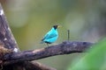 Green honeycreeper (Chlorophanes spiza caerulescens) in Ecuador