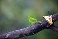 Green honeycreeper (Chlorophanes spiza caerulescens) in Ecuador
