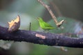 Green honeycreeper (Chlorophanes spiza caerulescens) in Ecuador