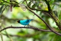 Brightly colored blue bird chirping on a mossy branch