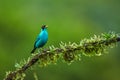Green Honeycreeper, Chlorophanes spiza close-up portrait of tanager from tropical forest. Exotic tropical bird