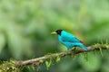 Green Honeycreeper - Chlorophanes spiza, Costa Rica Royalty Free Stock Photo