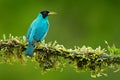 Green Honeycreeper, Chlorophanes spiza, exotic tropic malachite green and blue bird form Costa Rica. Tanager from tropic forest. C Royalty Free Stock Photo