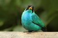 Green Honeycreeper, Chlorophanes spiza, exotic tropic malachite green and blue bird form Costa Rica
