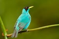 Green Honeycreeper, Chlorophanes spiza, exotic tropic malachite green and blue bird form Costa Rica. Tanager from tropic forest. C Royalty Free Stock Photo