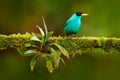 Green Honeycreeper, Chlorophanes spiza, exotic tropic malachite green and blue bird form Costa Rica. Tanager from tropic forest. C Royalty Free Stock Photo