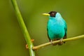 Green Honeycreeper, Chlorophanes spiza, exotic tropic malachite green and blue bird form Costa Rica. Tanager from tropic forest. C Royalty Free Stock Photo