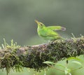 Green honeycreeper (Chlorophanes spiza) female