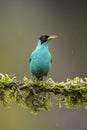 Green Honeycreeper - Chlorophanes spiza Royalty Free Stock Photo