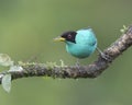 Green honeycreeper (Chlorophanes spiza), male Royalty Free Stock Photo