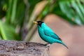 Green Honeycreeper - Chlorophanes spiza, Costa Rica Royalty Free Stock Photo