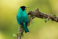 Green Honeycreeper - Chlorophanes spiza, small green bird with black head in tanager family, found in the tropical New World from Royalty Free Stock Photo