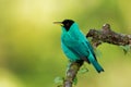 Green Honeycreeper - Chlorophanes spiza, small green bird with black head in tanager family, found in the tropical New World from Royalty Free Stock Photo