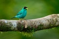 Green Honeycreeper - Chlorophanes spiza, small bird in the tanager family Royalty Free Stock Photo