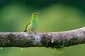 Green Honeycreeper - Chlorophanes spiza, small bird in the tanager family Royalty Free Stock Photo