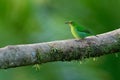 Green Honeycreeper - Chlorophanes spiza, small bird in the tanager family Royalty Free Stock Photo