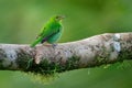 Green Honeycreeper - Chlorophanes spiza, small bird in the tanager family Royalty Free Stock Photo