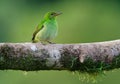 Green Honeycreeper - Chlorophanes spiza, small bird in the tanager family Royalty Free Stock Photo