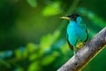 Green Honeycreeper - Chlorophanes spiza, small blue green bird in the tanager family Royalty Free Stock Photo