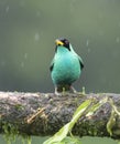 Green honeycreeper (Chlorophanes spiza) under rain