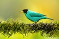 Green honeycreeper (Chlorophanes spiza) on yellow background Royalty Free Stock Photo