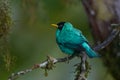 Green Honeycreeper in Costa Rica