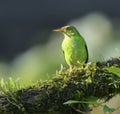 Green Honeycreeper (Female) - Boca Tapada, San Carlos, Costa Rica