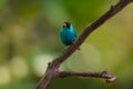 Green Honeycreeper, Male