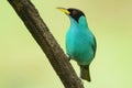 Green Honeycreeper male