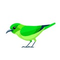 Green honeycreeper is a small bird in the tanager family. Chlorophanes spiza. Exotic blue Bird Cartoon flat style Royalty Free Stock Photo