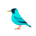 Green honeycreeper is a small bird in the tanager family. Chlorophanes spiza. Exotic blue Bird Cartoon flat style Royalty Free Stock Photo