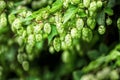 Green hop branches Royalty Free Stock Photo