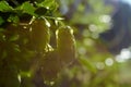 Green hop buds in sunlight