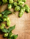 Green hop close up over burlap background. Hop plants with leaves Royalty Free Stock Photo