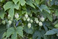 Green hop cones for beer and bread production, close up. Agriculture background with detail hop cones and grass
