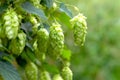 Green hop cones for beer and bread production, closeup. Detail hop cones in the hop field. Agricultural background Royalty Free Stock Photo